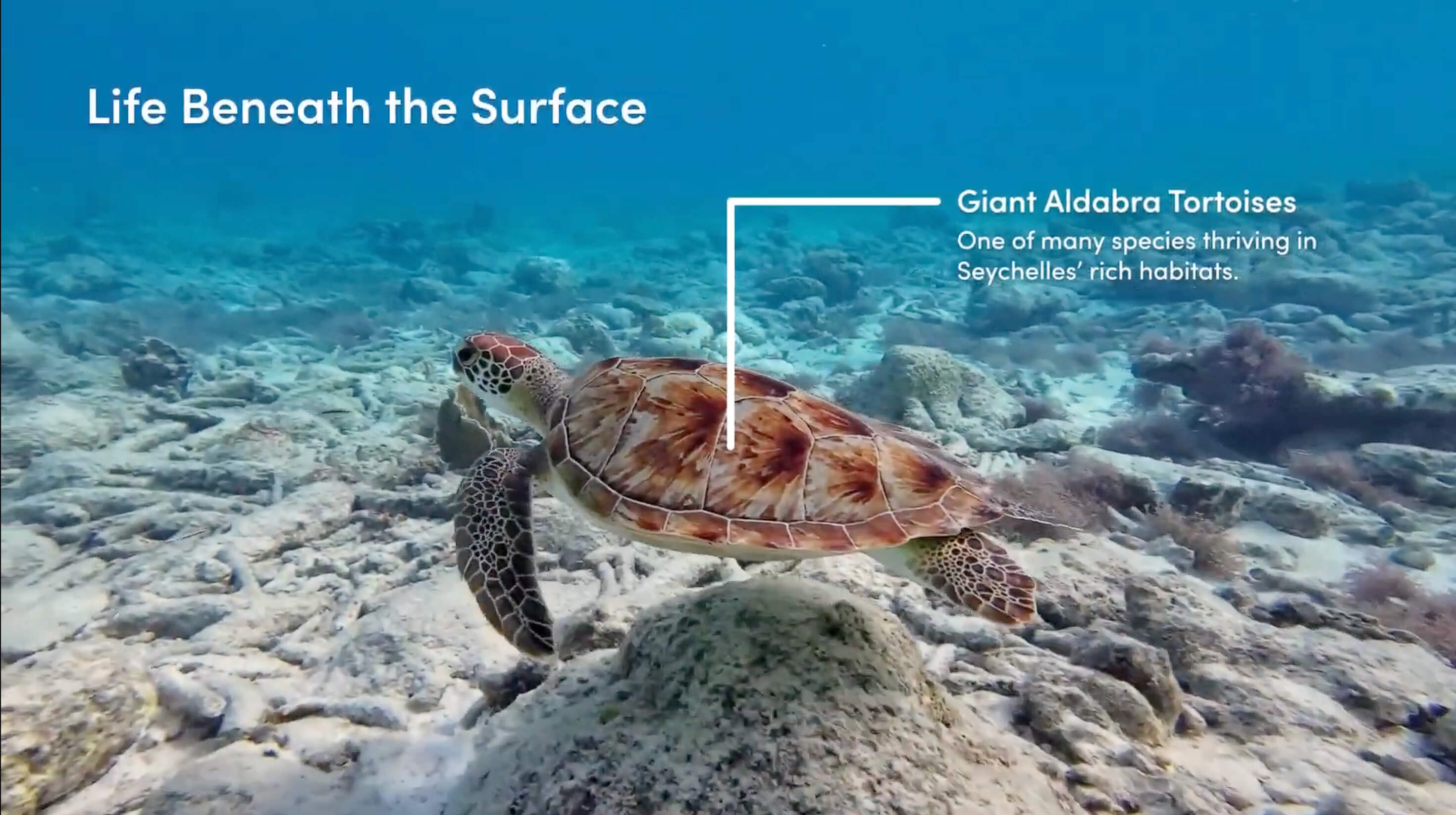 Infographic Video project thumbnail